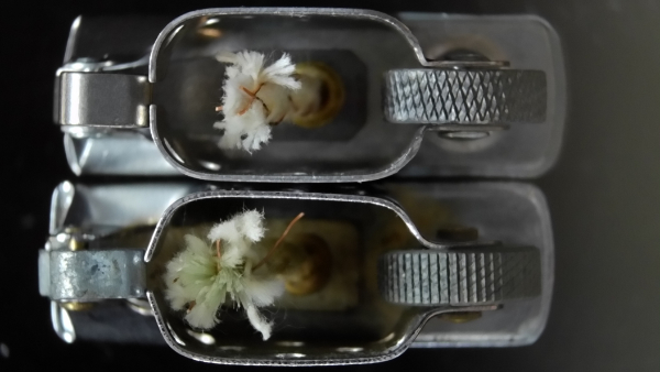 Zippo flint wheels, fake vs real